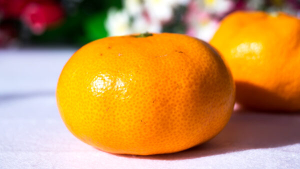 Satsuma Orange